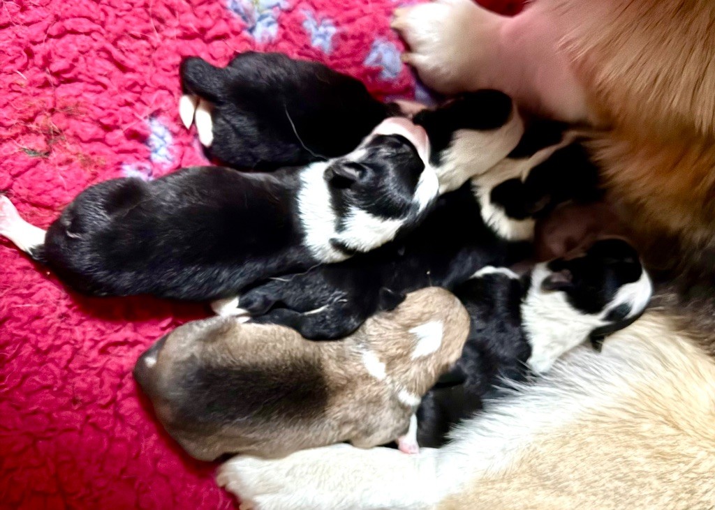 PORTÉE NÉE LE 27 mai 2025 5 chiots à réserver 