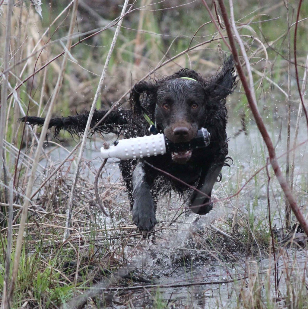 American Water Spaniel à la chasse
