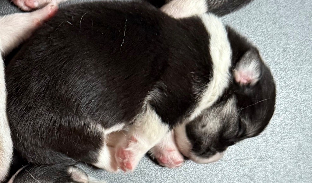 Au Service Secret De Sa Majesté - Chiots disponibles - Welsh Corgi Pembroke