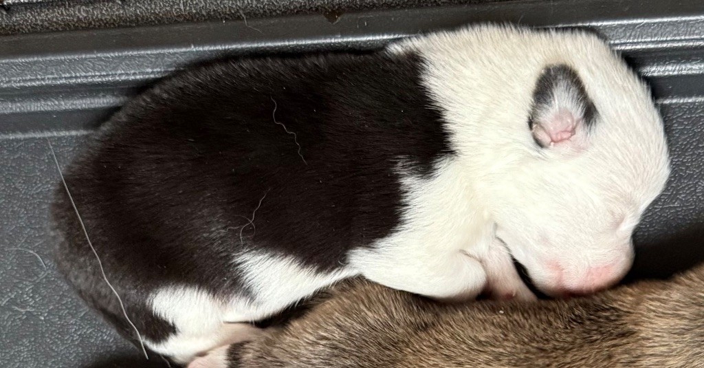 Au Service Secret De Sa Majesté - Chiots disponibles - Welsh Corgi Pembroke
