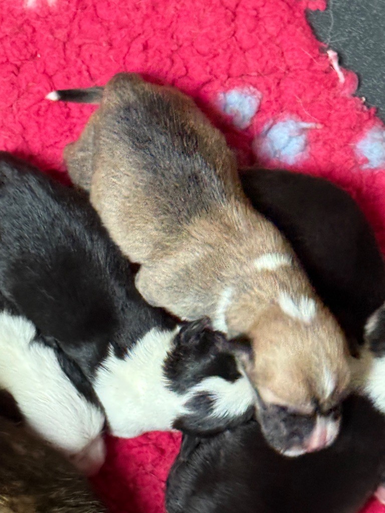 Au Service Secret De Sa Majesté - Chiots disponibles - Welsh Corgi Pembroke