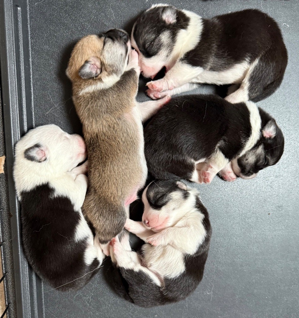 Chiot Welsh Corgi Pembroke Au Service Secret De Sa Majesté