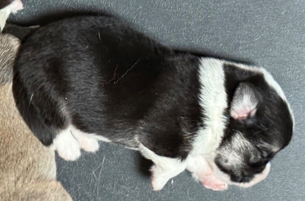 Au Service Secret De Sa Majesté - Chiots disponibles - Welsh Corgi Pembroke