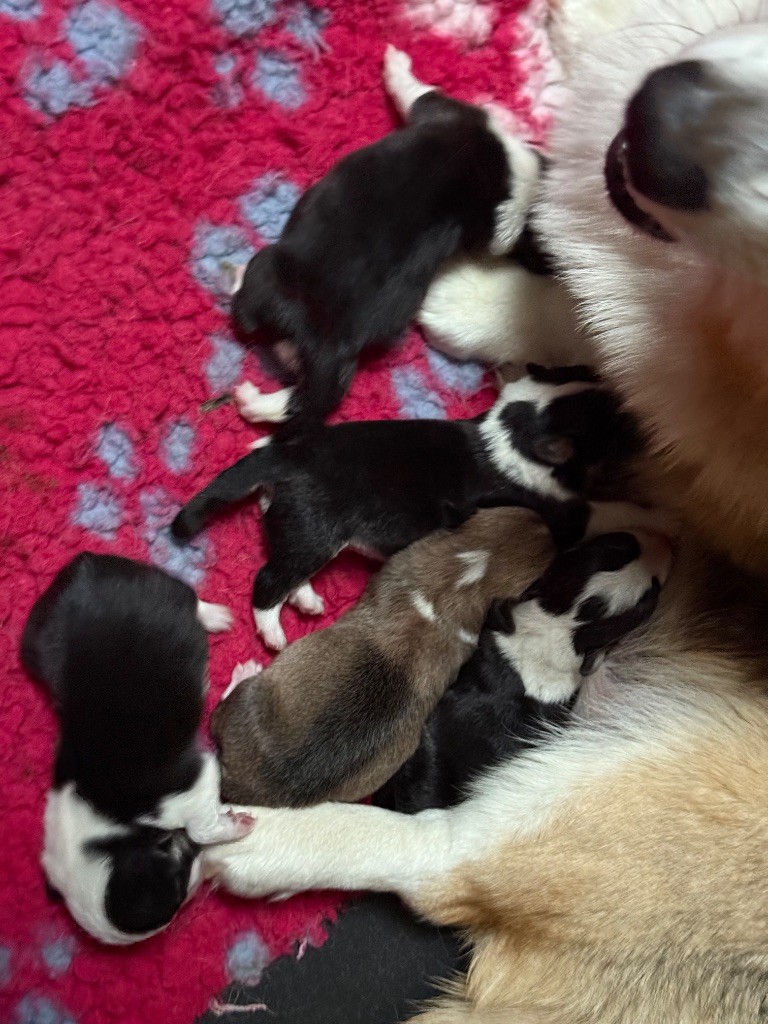 Au Service Secret De Sa Majesté - Chiots disponibles - Welsh Corgi Pembroke
