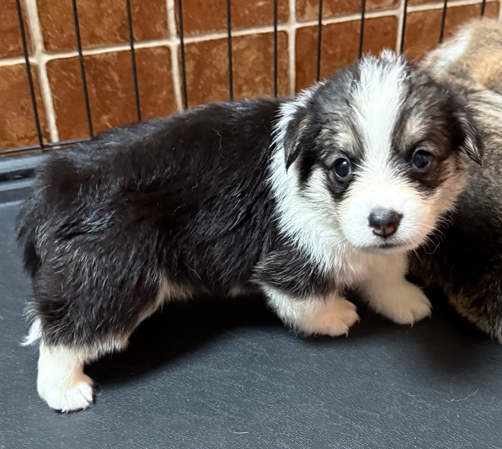 Au Service Secret De Sa Majesté - Chiots disponibles - Welsh Corgi Pembroke