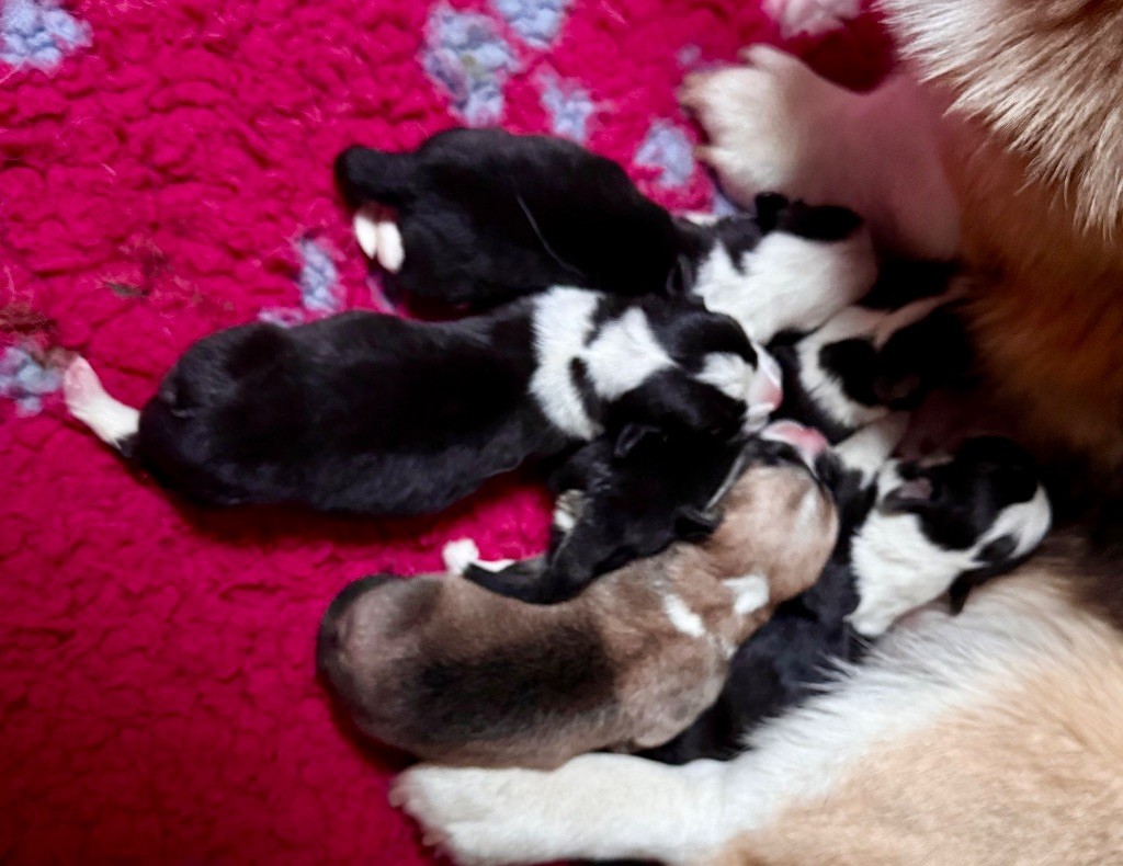 Au Service Secret De Sa Majesté - Chiots disponibles - Welsh Corgi Pembroke
