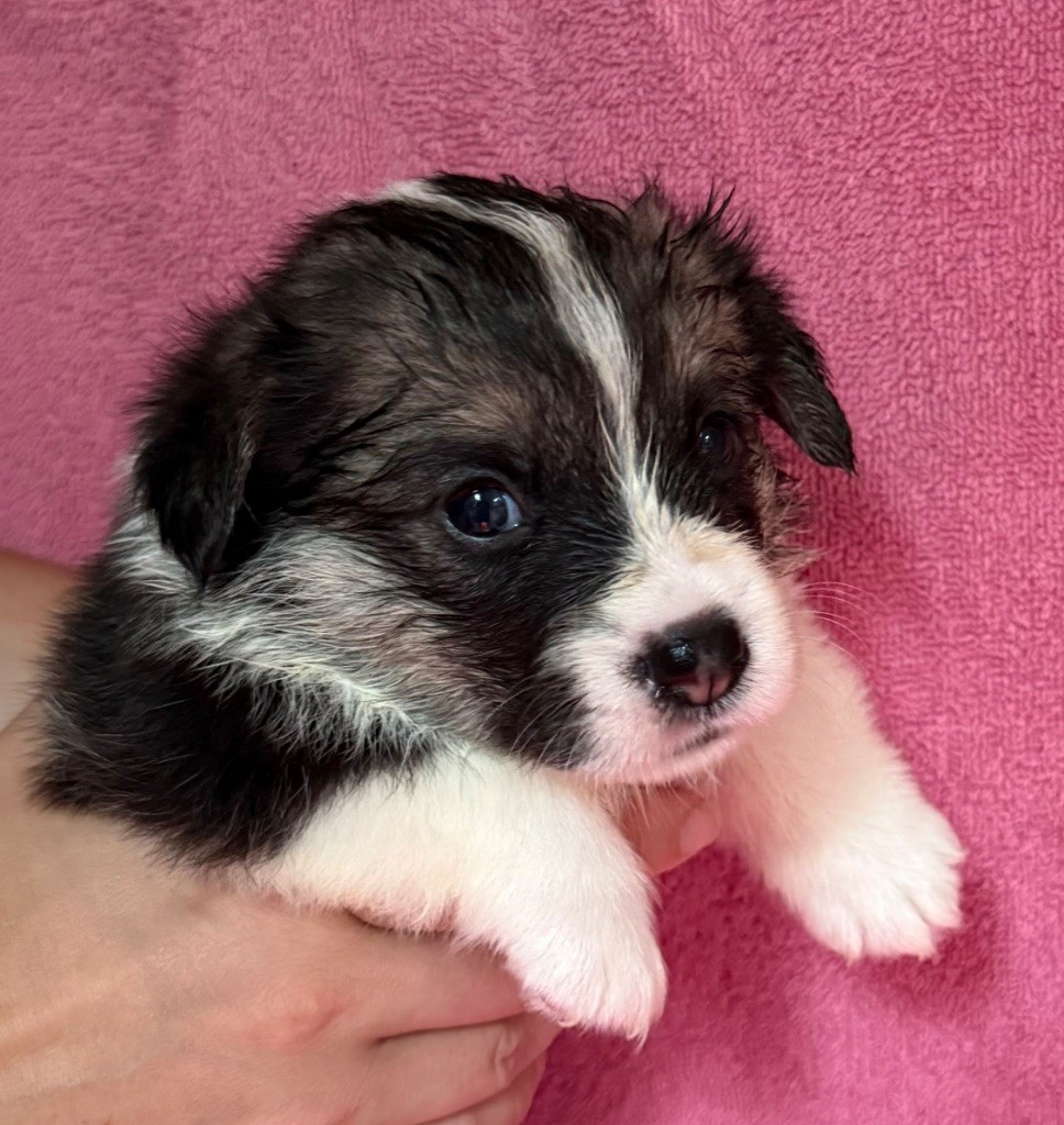 Au Service Secret De Sa Majesté - Chiots disponibles - Welsh Corgi Pembroke