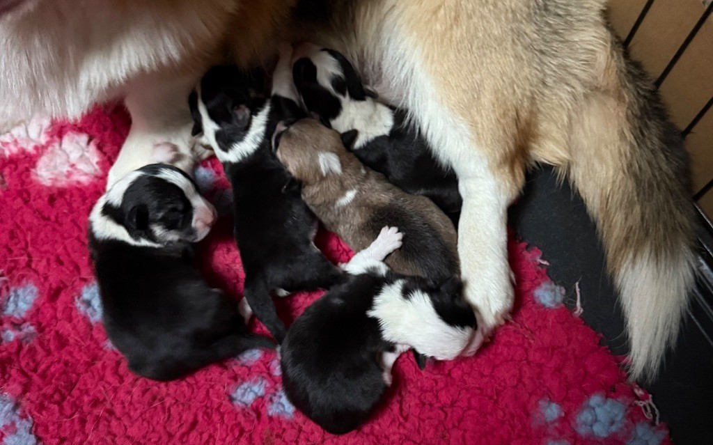 Au Service Secret De Sa Majesté - Chiots disponibles - Welsh Corgi Pembroke