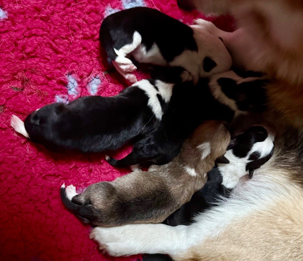 Au Service Secret De Sa Majesté - Chiots disponibles - Welsh Corgi Pembroke