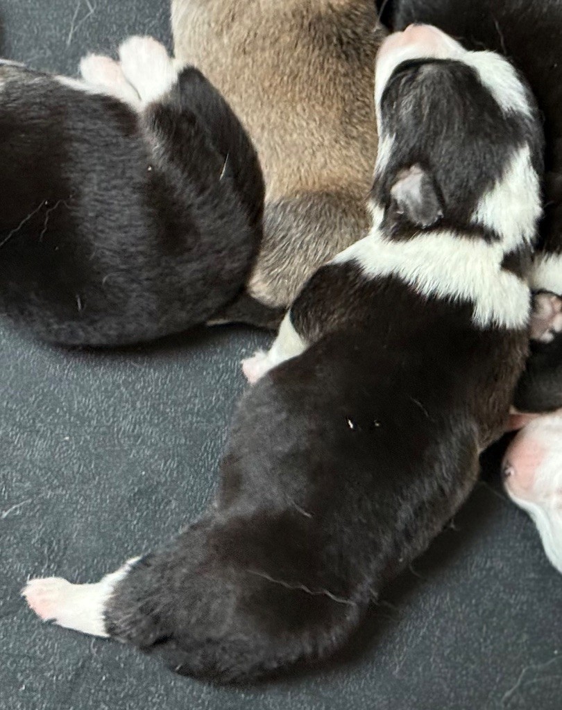 Au Service Secret De Sa Majesté - Chiots disponibles - Welsh Corgi Pembroke