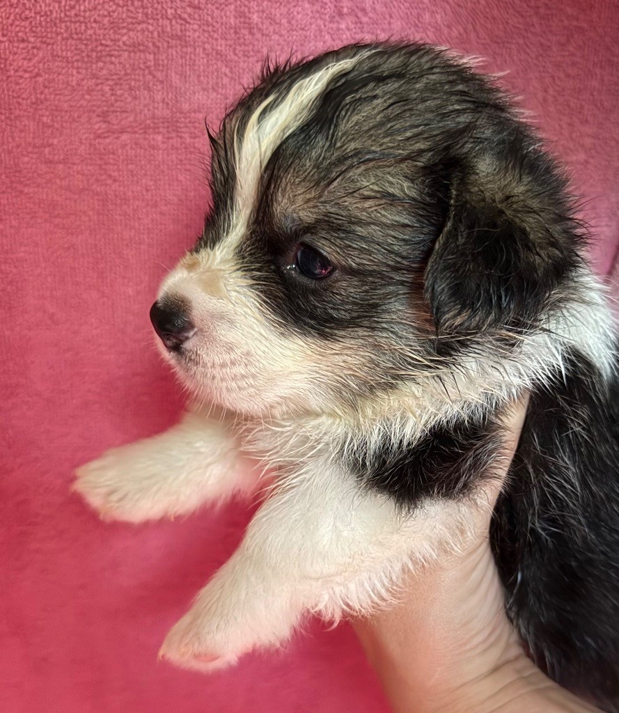 Au Service Secret De Sa Majesté - Chiots disponibles - Welsh Corgi Pembroke