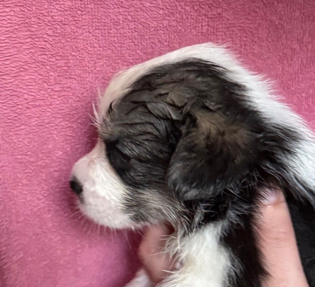 Au Service Secret De Sa Majesté - Chiots disponibles - Welsh Corgi Pembroke