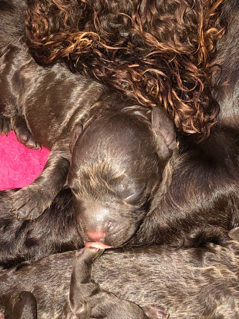 Chiot Chien d'eau americain Au Service Secret De Sa Majesté